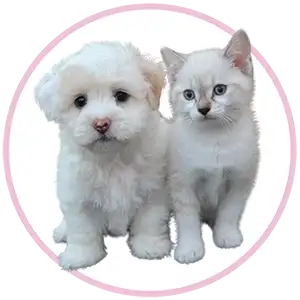 Animal communicators, animal communication, animal intuitive, pet psychic near me, pet medium near me, pet medium, pet psychic medium, animal communicator, psychic pet readings, pet connection, pet psychic, Dog medium psychic near me, cat psychic, pet loss, grieving a pet, pet bereavement