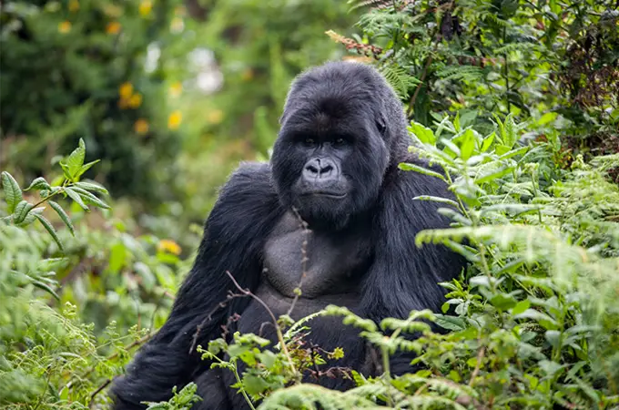 The Human-Animal Bond: A Gorilla’s Act of Compassion