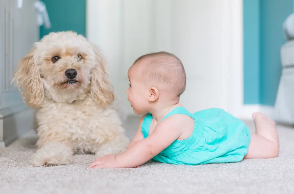 Rescue Dog Shows the Power of the Human-Animal Connection